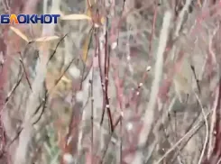 Природа чудит: в Волгодонске в ноябре набухли почки вербы 