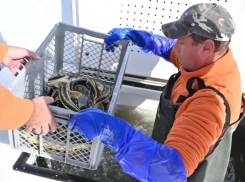 Пруд-охладитель Ростовской АЭС заселили элитными осетрами