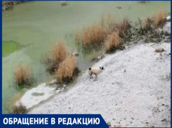 Пятиметровая тюрьма из бетона: волгодонцы боятся гибели собаки в фекальном плену
