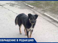 Волгодонец пожаловался на бродячих собак в квартале В-16