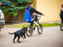 Во что обойдется чиновникам покусанный бродячей собакой ребенок