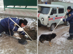  Спасатели вытащили из колодца погибавшую там собаку