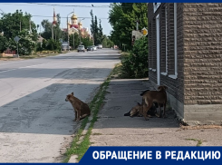 Стая агрессивных бездомных собак оккупировала территорию Цимлянского автовокзала