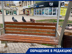 Центр Волгодонска утопает в помете: пенсионерка возмущена, что лавочки захватили голуби