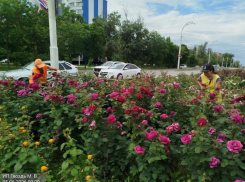 Розы окучили, траву покосили: коммунальщики отреагировали на недовольство горожан состоянием центра Волгодонска