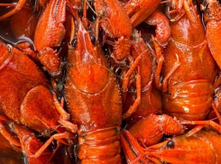 Раки в реке Сал оказались на грани полного истребления