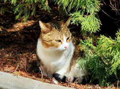 До +17 градусов и солнечно: о погоде в Волгодонске сегодня 