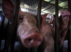 В Волгодонске мясник забивал свиней в грязном месте