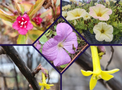 Цветение растений в декабре: десятки цветов и кустарников распустили бутоны в станице Романовской Ростовской области