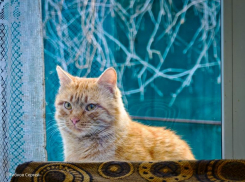 Сегодняшний день в Волгодонске будет неприятно холодным и серым