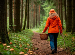 Золотая осень и щедрый грибной урожай: секреты «тихой охоты» в Волгодонске и поблизости