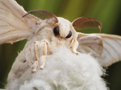Прекрасные бабочки, которые нанесут огромный ущерб урожаю