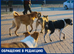 Голодные собаки едва не разорвали женщину у стен лицея №24