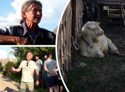 Соседи на тропе войны: как 25 коз стали причиной драк, увечий и судебных споров в «Волгодонском садоводе»