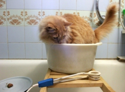 Когда в Волгодонске появится горячая вода 