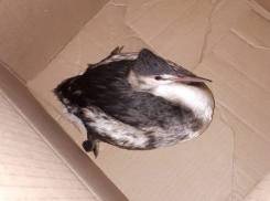 Редкую краснокнижную утку чомгу нашли в Волгодонске