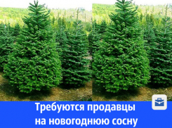 Продавцов сосны ищут в Волгодонске 