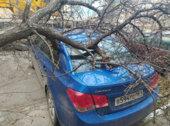 «Хозяином» упавшего на машину волгодонца абрикоса оказался банк «Траст» 