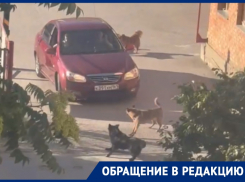 «Мы обратимся в полицию»: волгодонцы недовольны прикормленной стаей собак возле дома