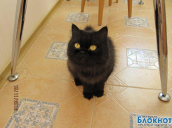 Брюнетка — десятая участница конкурса «Самый красивый кот Волгодонска