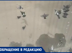«Соседка прикормила голубей у подъезда и превратила нашу жизнь в ад»: волгодончанка
