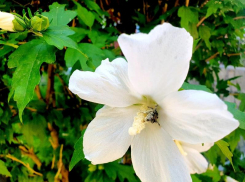 Жаркий и практически безветренный четверг ждет волгодонцев 
