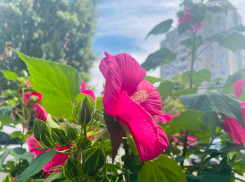 Жарким и ветреным будет вторник в Волгодонске