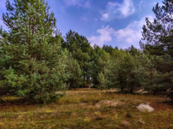 Режим ограничения пребывания в лесах был продлен в Ростовской области 