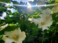 В день семьи, любви и верности в Волгодонске будет солнечно и ясно