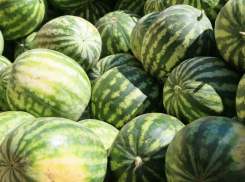 В Волгодонске официально начали работать бахчевые развалы