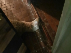 В Волгодонске дохлую овцу подбросили в подъезд многоквартирного дома