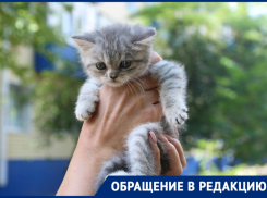 Котенок «Вискас» ищет своих хозяев