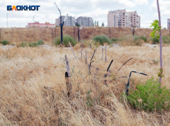 «На месте плитки должны быть деревья»: Юрий Слюсарь раскритиковал проекты парков без зелени