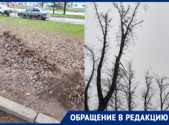 «Ветки летят прям на голову»: жители квартала В-7 опасаются сухих деревьев на проспекте Мира