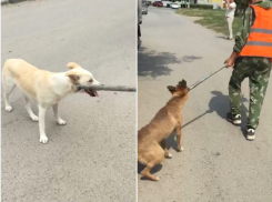 Более 70 бродячих собак отловлено на территории Волгодонска 