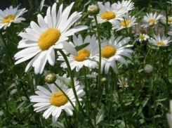  Волгодонцы могут проголосовать за символ Ростовской области