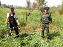 60 кустов дикорастущей конопли было уничтожено в Волгодонске 