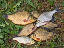 Волгодонским рыбакам решили запретить ловить более 5 килограммов рыбы
