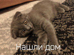 Чудесные котята с особенной внешностью ищут дом в Волгодонске 