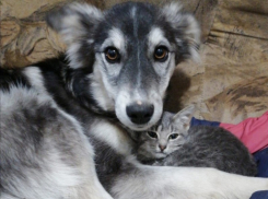 «Оберегают друг друга»: щенку и котенку ищут дом и новую семью