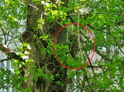 Неподвижный совенок на ветке под окном встревожил сердобольную волгодончанку