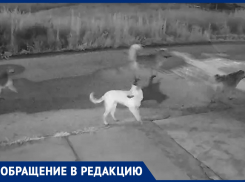 «Собаки разрывают котов»: в квартале В-Е обнаружена стая опасных собак