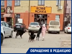 «Стая собак терроризирует детей в районе школы №11»: волгодончанка