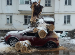 Как в фильме ужасов: во дворе на Морской на «Рено» рухнуло огромное дерево
