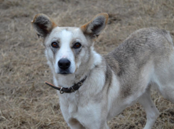 Исхудавшую собаку с серьезными переломами чудом спасли небезразличные волгодонцы