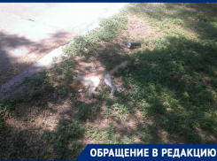 «Свора бездомных собак вновь разорвала бездомную кошку»: волгодончанка