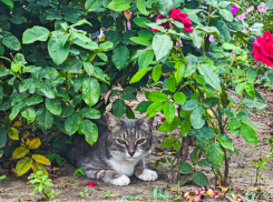 Середина первой недели осени обещает  быть солнечной 