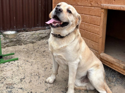 История лабрадора-потеряшки Сэма, за судьбой которого следил весь Волгодонск 