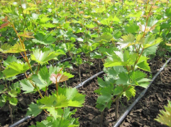 Заставляем саженцы винограда расти быстрее