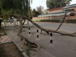 Упавшее от ветра дерево неделю пролежало неубранным в Волгодонске